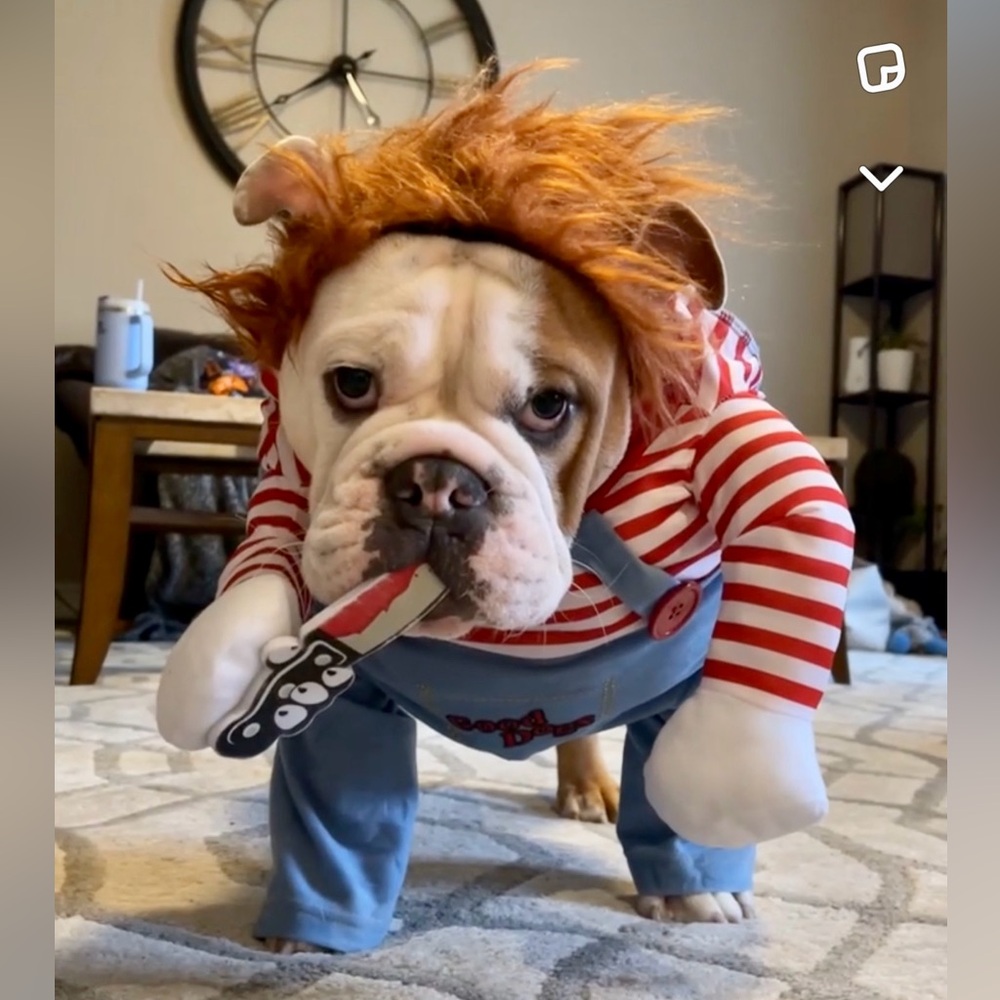Chucky Halloween dog costume